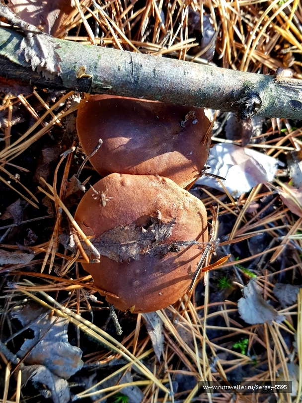 photo 2029003