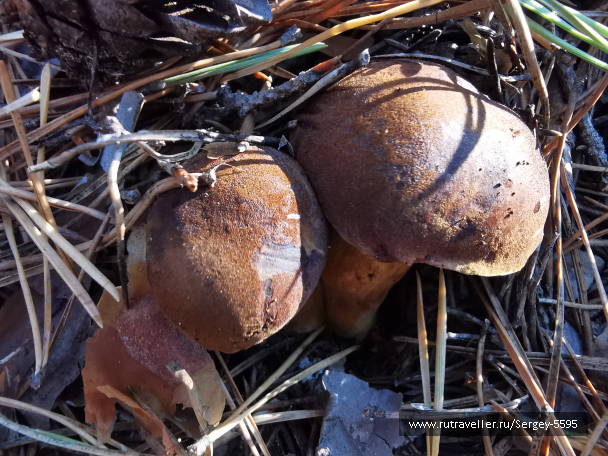 photo 2030283
