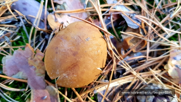 photo 2045373