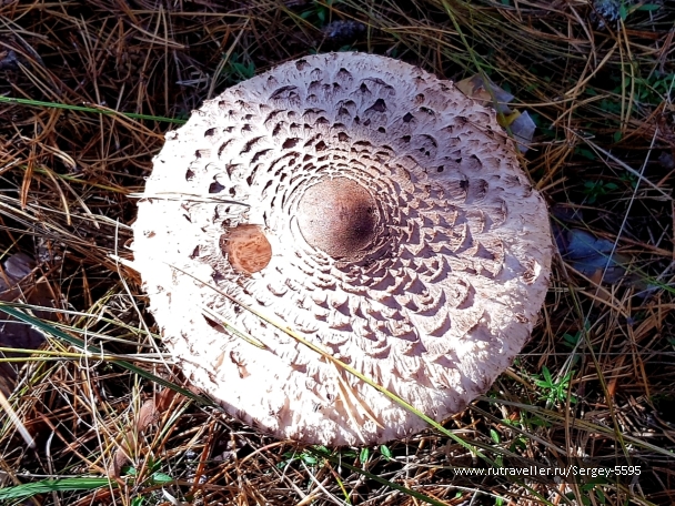 photo 2063846