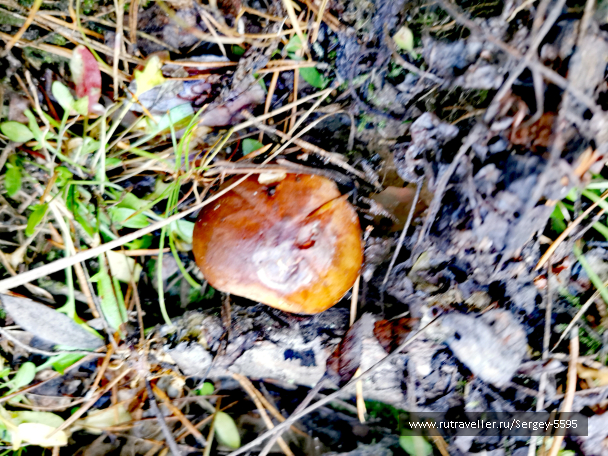 photo 2078884