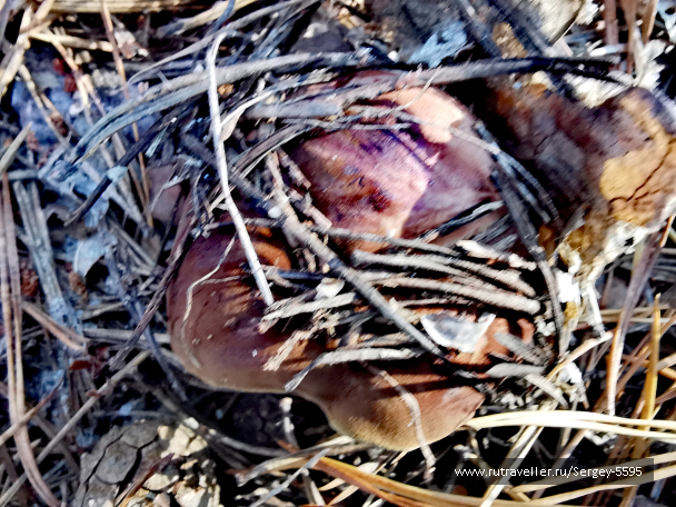 photo 2081749