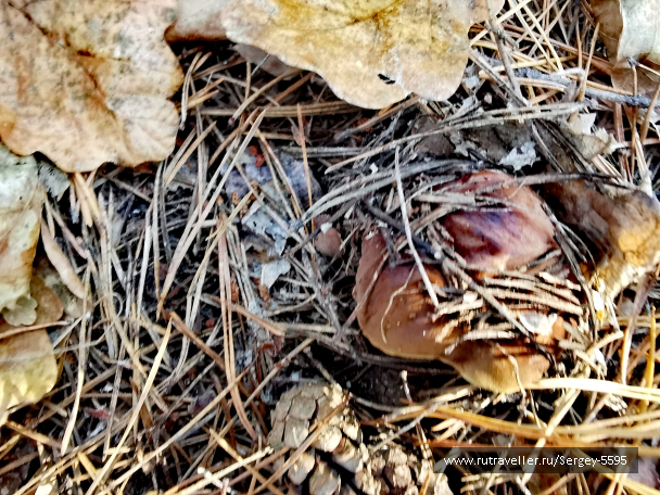 photo 2086578