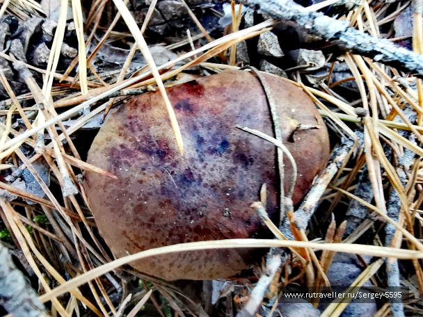 photo 2105245