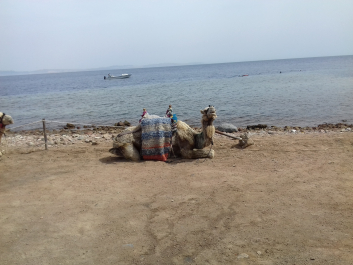 photo 1625706