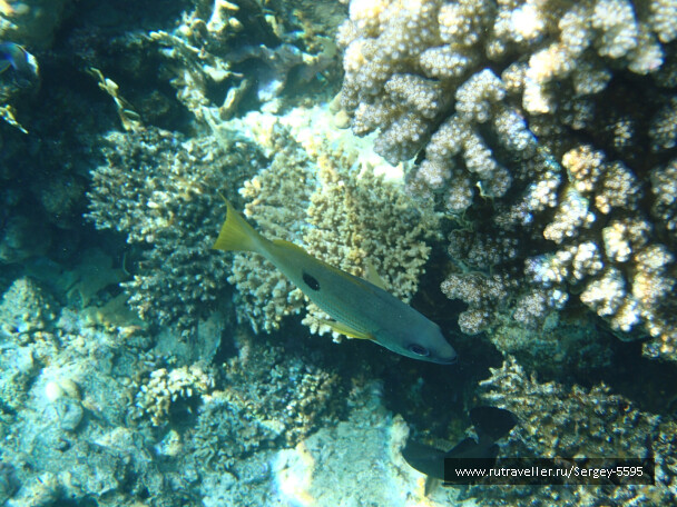photo 1943044
