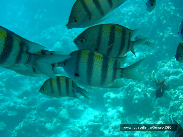 photo 1946420