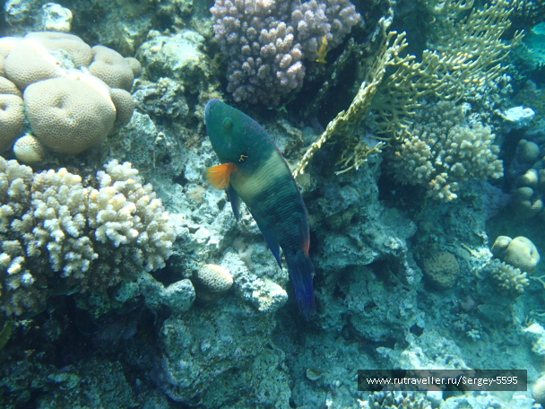 photo 1947783