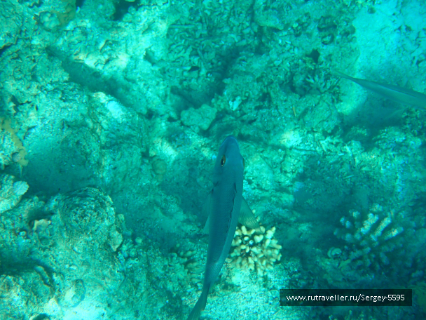 photo 1950252