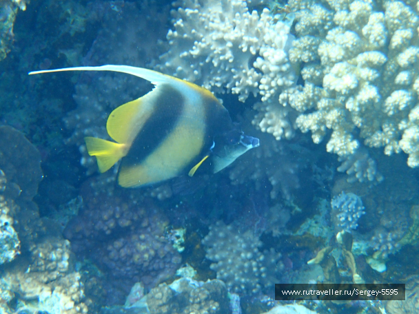 photo 1951715