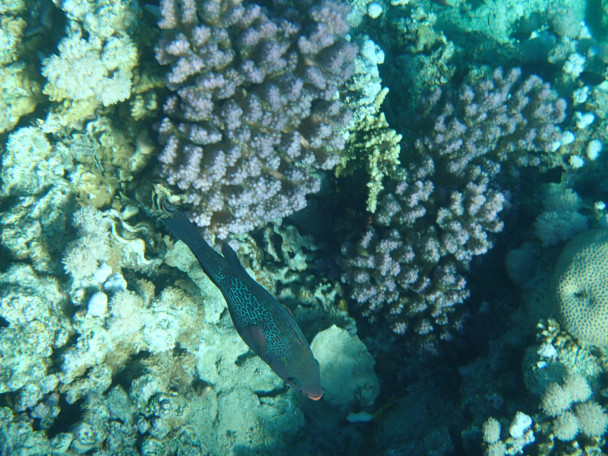 photo 1990878