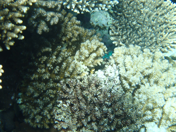 photo 1991320