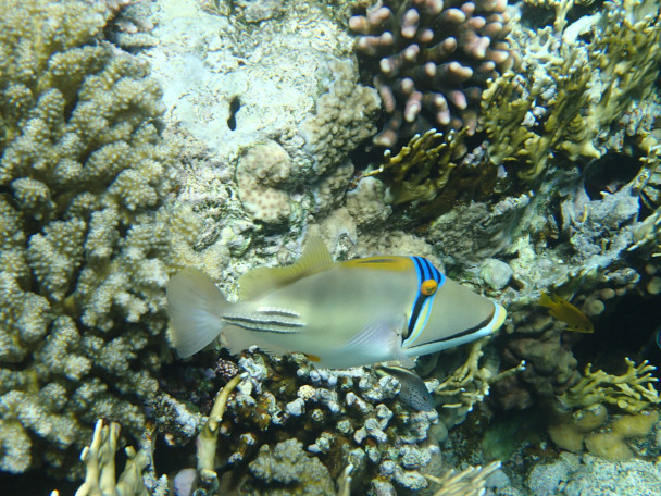 photo 1991385