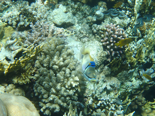 photo 1991386