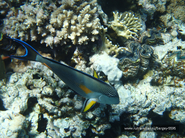 photo 2000962