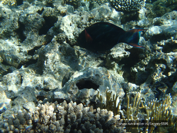 photo 2006027