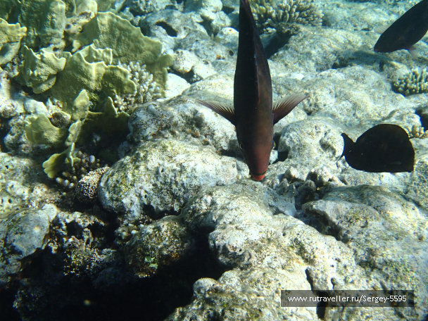 photo 2006334
