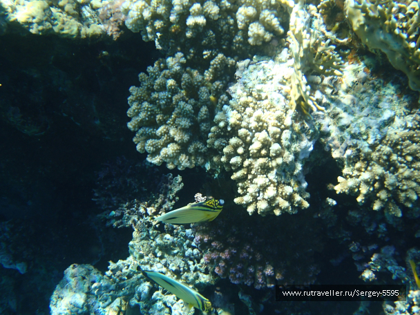 photo 2013714