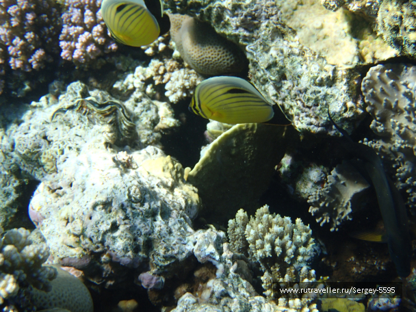 photo 2014883