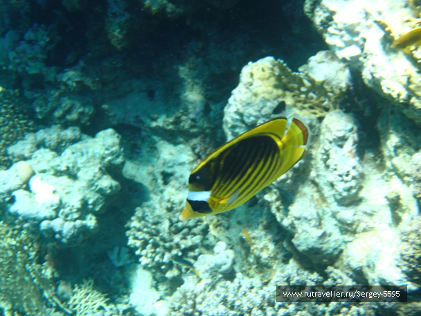 photo 2015242
