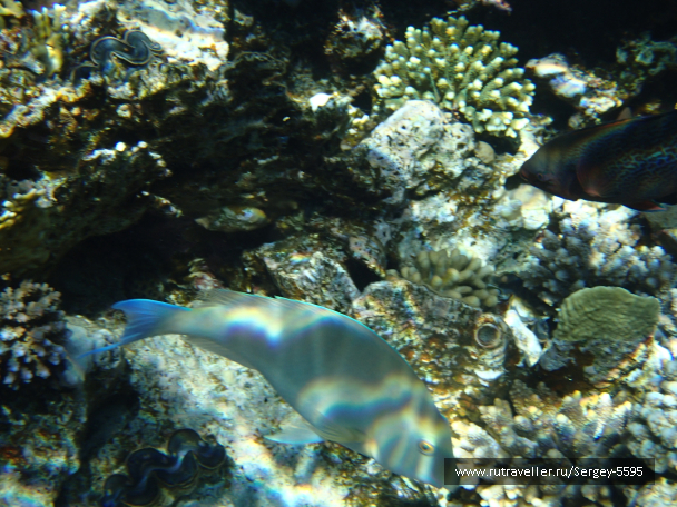 photo 2027313
