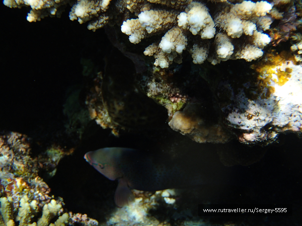 photo 2027511