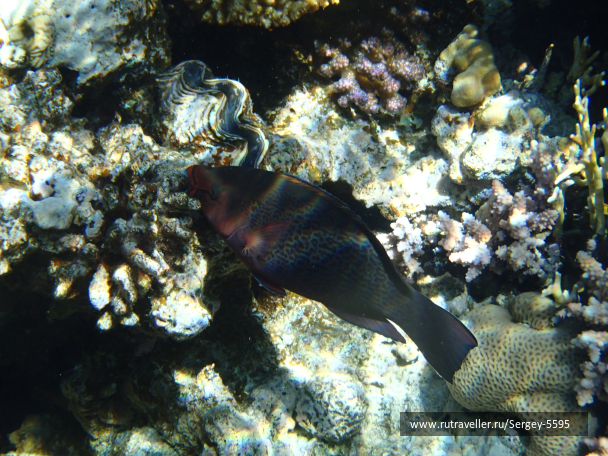photo 2027593