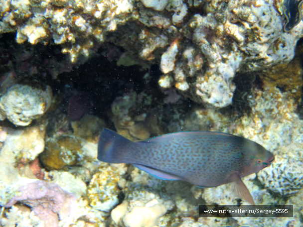 photo 2028619