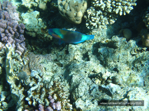 photo 2038941