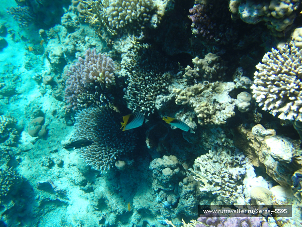 photo 2045135