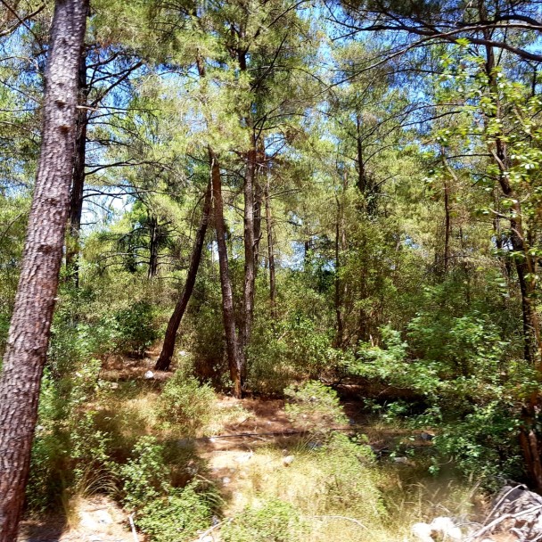 photo 1948267