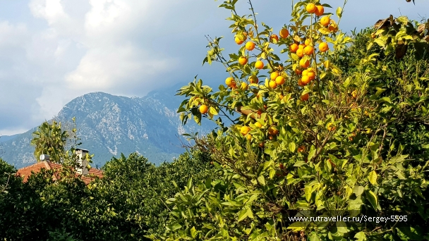 photo 2141848