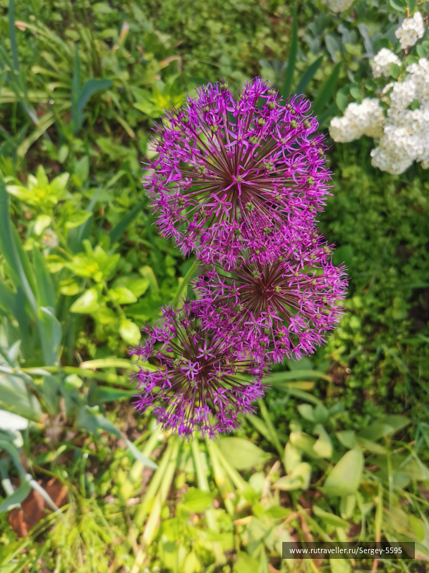 photo 2127903