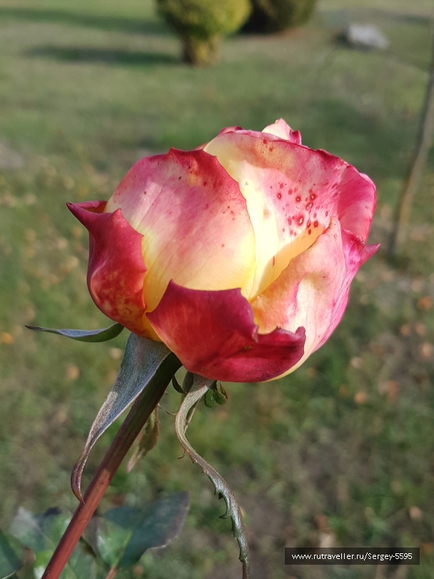 photo 2148548