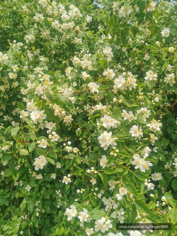photo 2154292