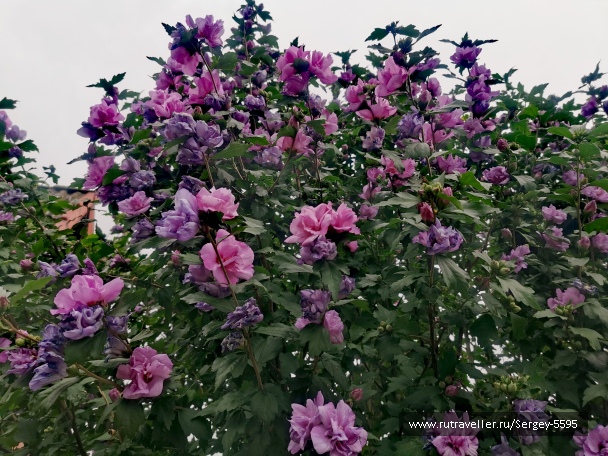 photo 2156425