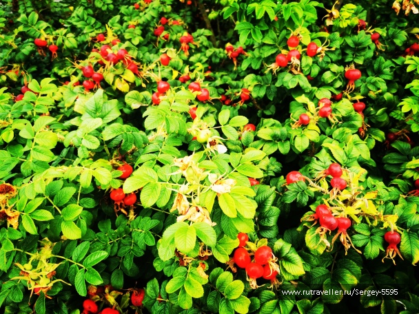photo 2158805