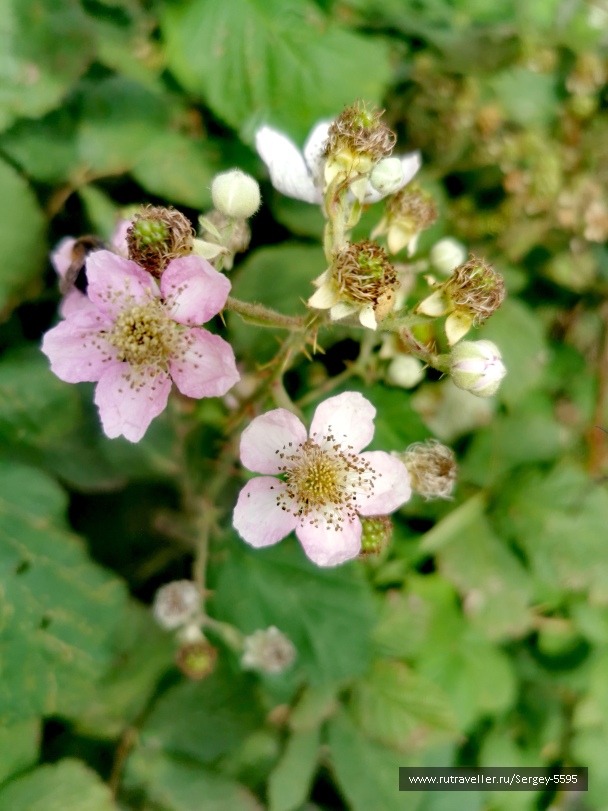 photo 2160174