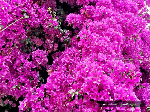 photo 2129113