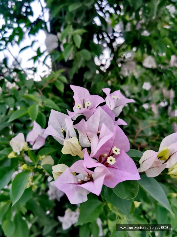 photo 2160821