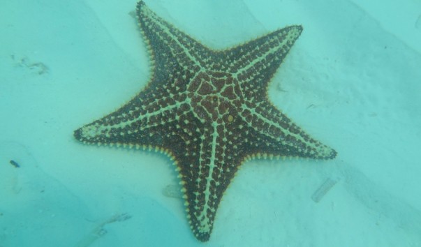 Морская звезда