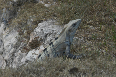 photo 75695
