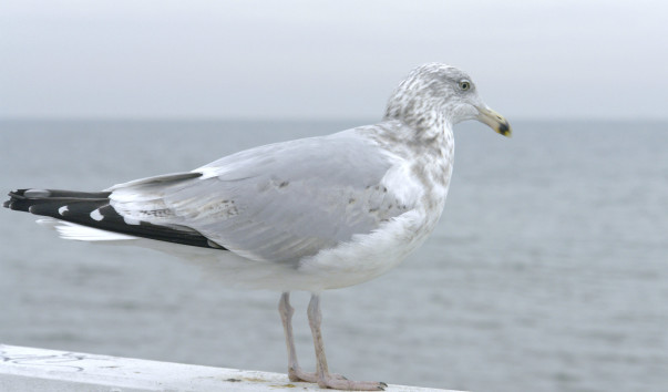 DSC5749