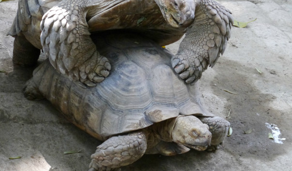 Bird_and_reptile_parks (44)
