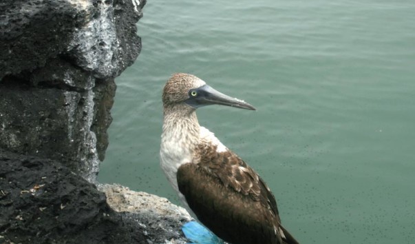 Эквадор_booby