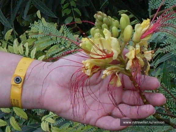 photo 499862
