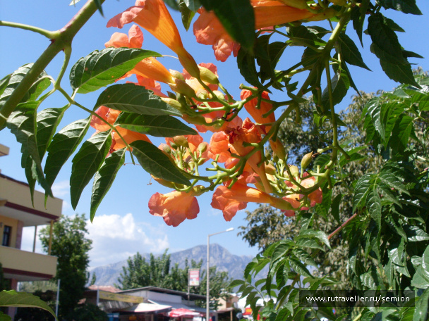 photo 499999