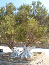 photo 1462801