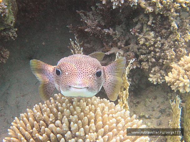 photo 255190