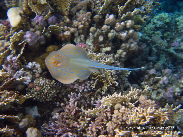 photo 255197